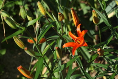 Lilium concolor partheneion