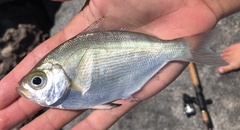 Hyperprosopon argenteum