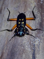 Metallyticus violaceus