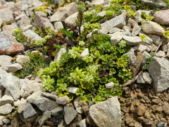 Azorella hydrocotyloides
