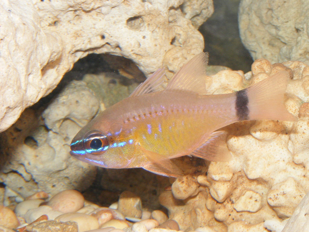 Bridle Cardinalfish