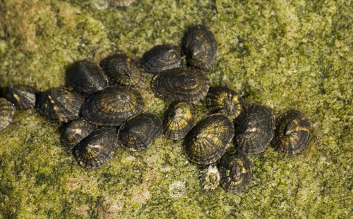 Siphonaria lessonii