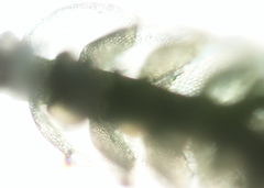 Hypopterygium didictyon