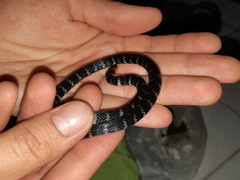 Atractus clarki