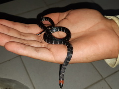 Atractus clarki