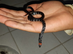 Atractus clarki