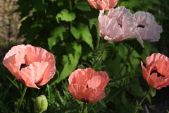 Papaver setiferum