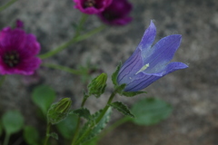 Campanula chamissonis