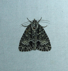 Acronicta fragilis
