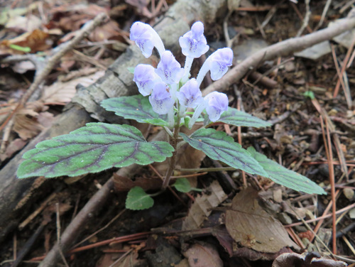 Scutellaria laeteviolacea, photograph 2