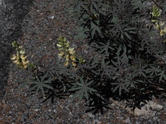 Lupinus angustiflorus