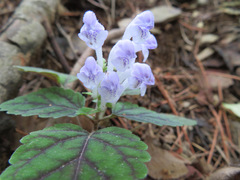 Scutellaria laeteviolacea