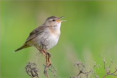 Helopsaltes ochotensis