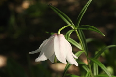 Lilium mackliniae