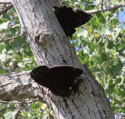 iNaturalist observation photo of Shelf Fungi