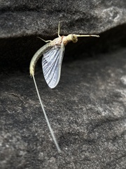 Pentagenia vittigera