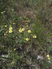 Potentilla argentea