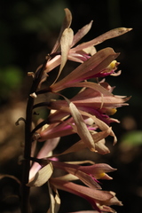 Cremastra appendiculata variabilis