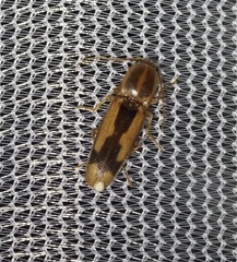 Conoderus vespertinus