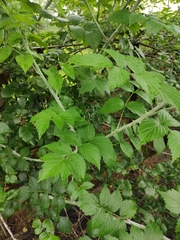 Rubus coreanus