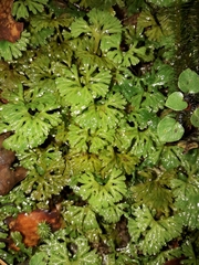 Hymenophyton