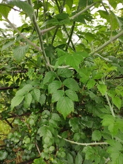 Rubus coreanus