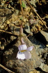 Jamesbrittenia integerrima