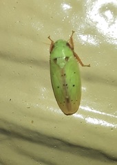 Ponana