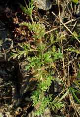 Jamesbrittenia integerrima