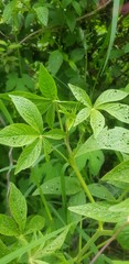 Cleome spinosa