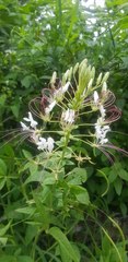 Cleome spinosa