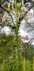 Cleome spinosa