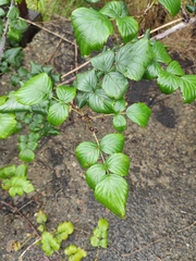 Rubus coreanus