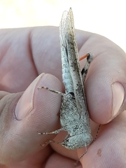 Trimerotropis latifasciata