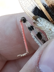 Trimerotropis latifasciata