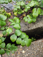 Rubus coreanus