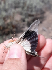 Trimerotropis latifasciata