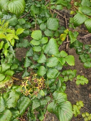 Rubus coreanus