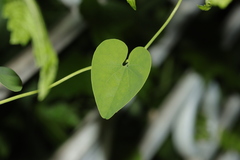 Aristolochia contorta