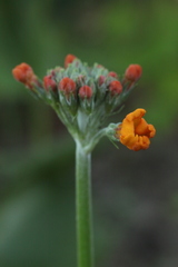 Primula bulleyana