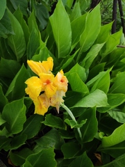 Canna indica flava