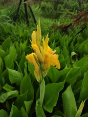 Canna indica flava