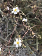 Ivesia santolinoides