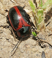 Entomoscelis orientalis