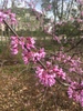 Eastern Redbud - Photo (c) Don Verser, some rights reserved (CC BY-NC), uploaded by Don Verser