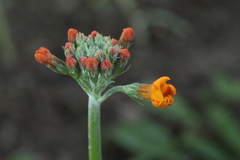 Primula bulleyana