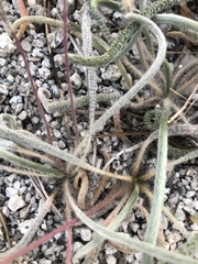 Ivesia santolinoides