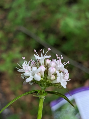 Capitate Valerian