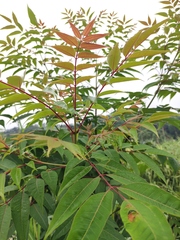 Tetradium glabrifolium