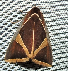 Agamana conjungens